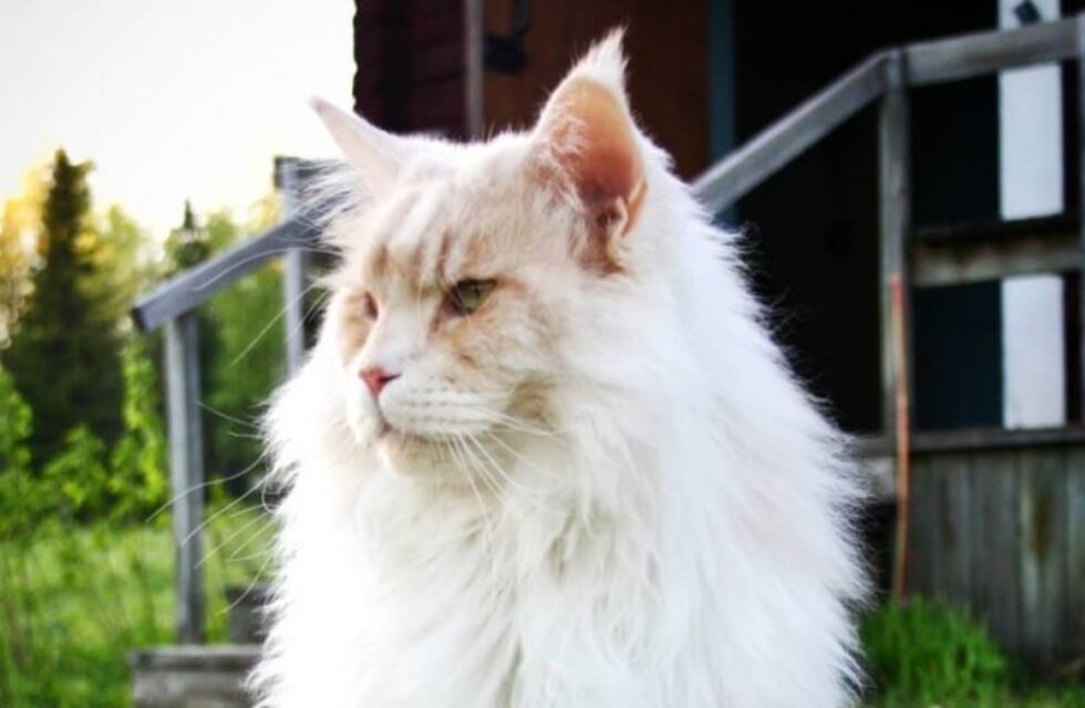 Lotus, el gato que se hizo famoso por un "pequeño" detalle