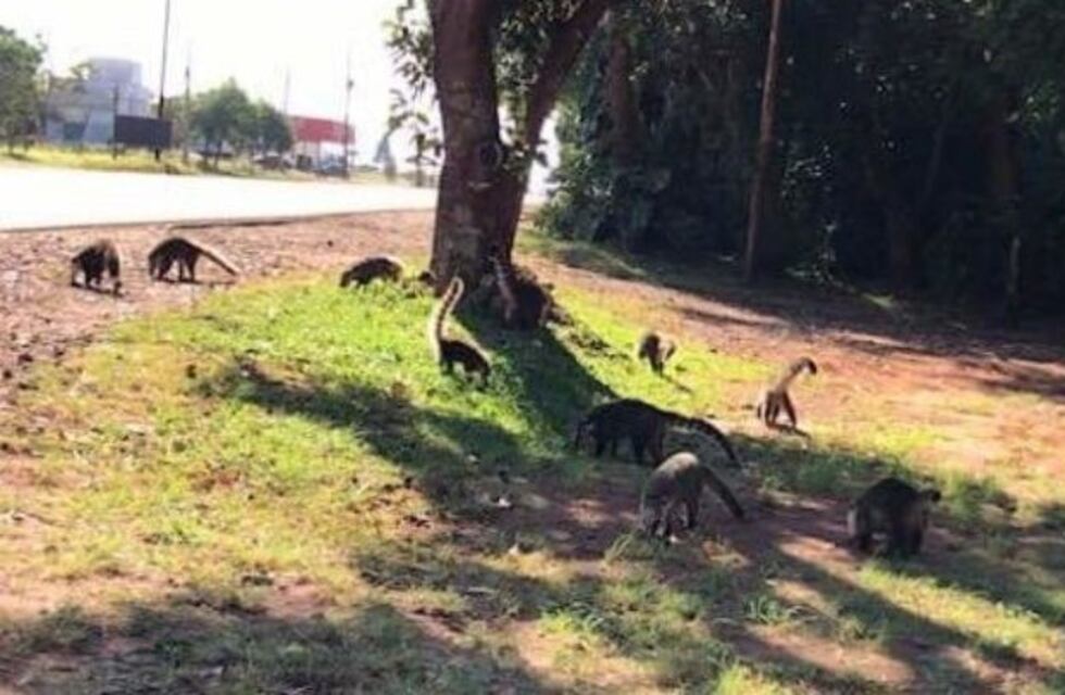 En plena cuarentena aparecieron animales silvestres en Oberá