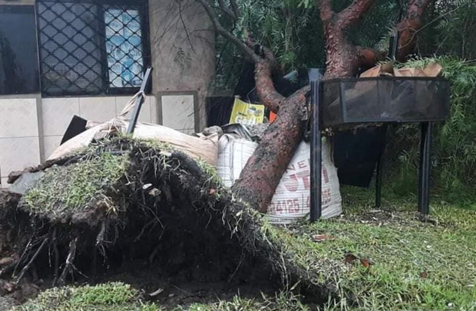 Temporal en Corrientes derribó árboles y dejó varias localidades sin luz