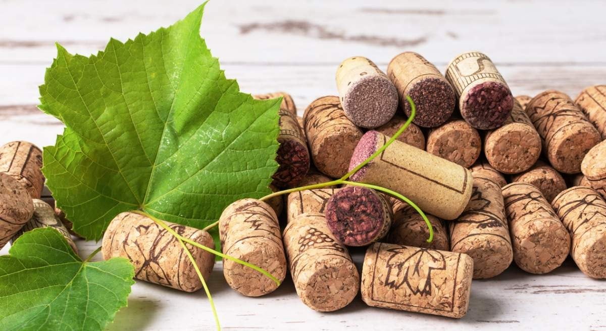 Utilizar corchos reciclados en el limonero es una alternativa ecológica y económica para el cuidado de frutales en patios y jardines.