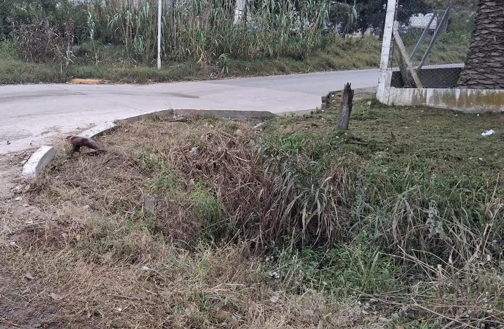 Córdoba: falleció una mujer que encontraron convaleciente en un desagüe