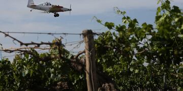 El Seando aprob´p por unianimidad el proyecto que prevé un aporte de 600 millones de pesos para erradicar a la Lobesia botrana de la provincia. Gobierno de Mendoza