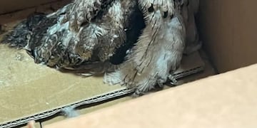 Rescataron en Iguazú a un pichón de urutaú, el enigmático “pájaro fantasma”.