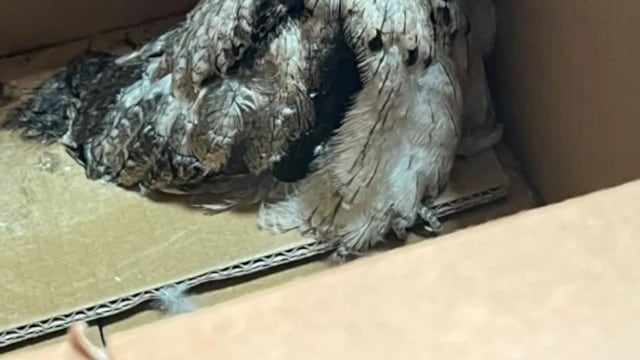 Rescataron en Iguazú a un pichón de urutaú, el enigmático “pájaro fantasma”.