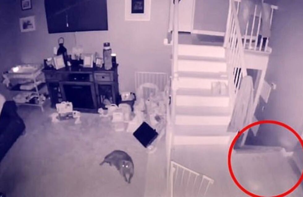 Pusieron una cámara y descubrieron a un "niño fantasma" caminando por su living