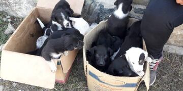 Abandono de cachorros\u002E Alta Gracia