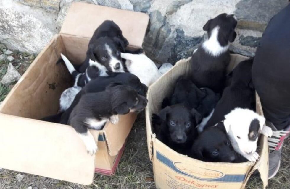 Fundación ADMA llama a la toma de conciencia sobre el abandono y maltrato animal