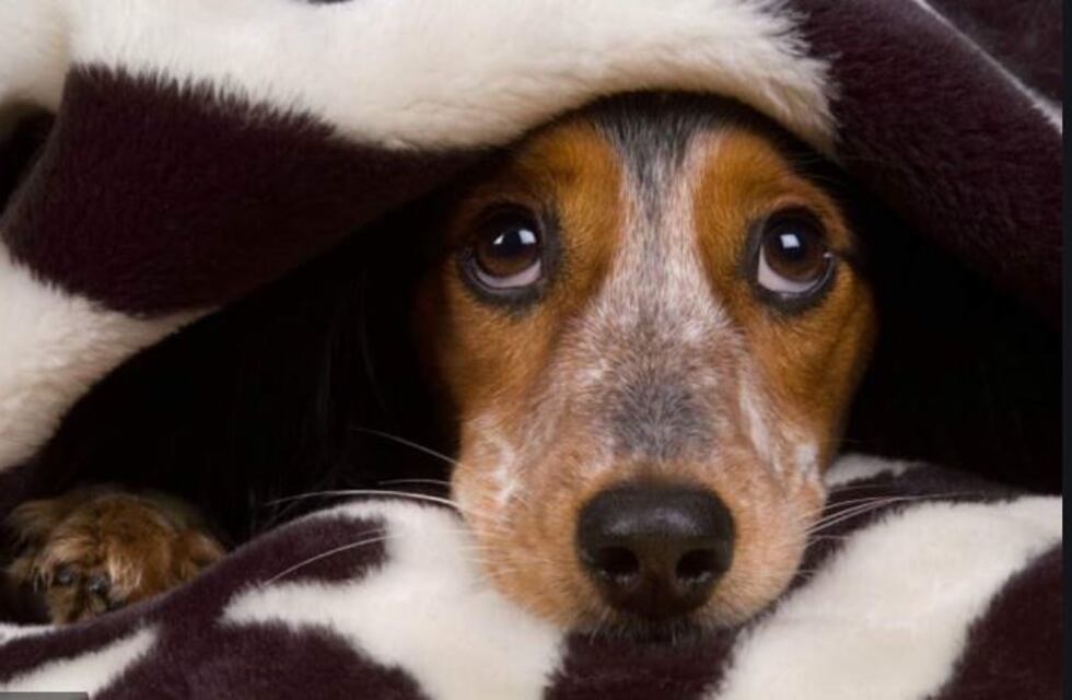 El desgarrador llanto de un perro que cree que su amigo canino murió