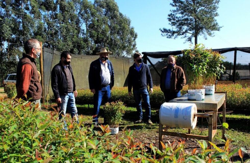 El plan leña abarcará a toda la provincia, con 1.200 productores que recibirán 600.000 planta