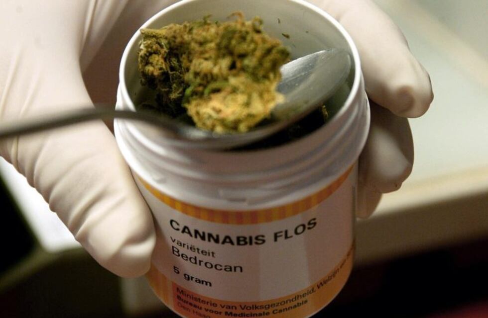 Europa registra auge de productos de cannabis y Jujuy avanza hacia su producción