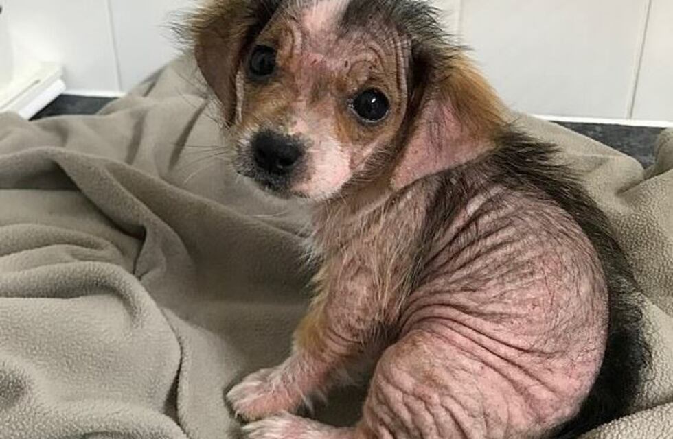 La historia de una perrita con sarna que se hizo viral