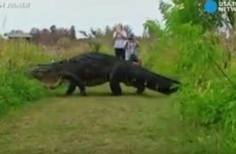 El video de un enorme cocodrilo gigante cruzando un sendero se vuelve viral