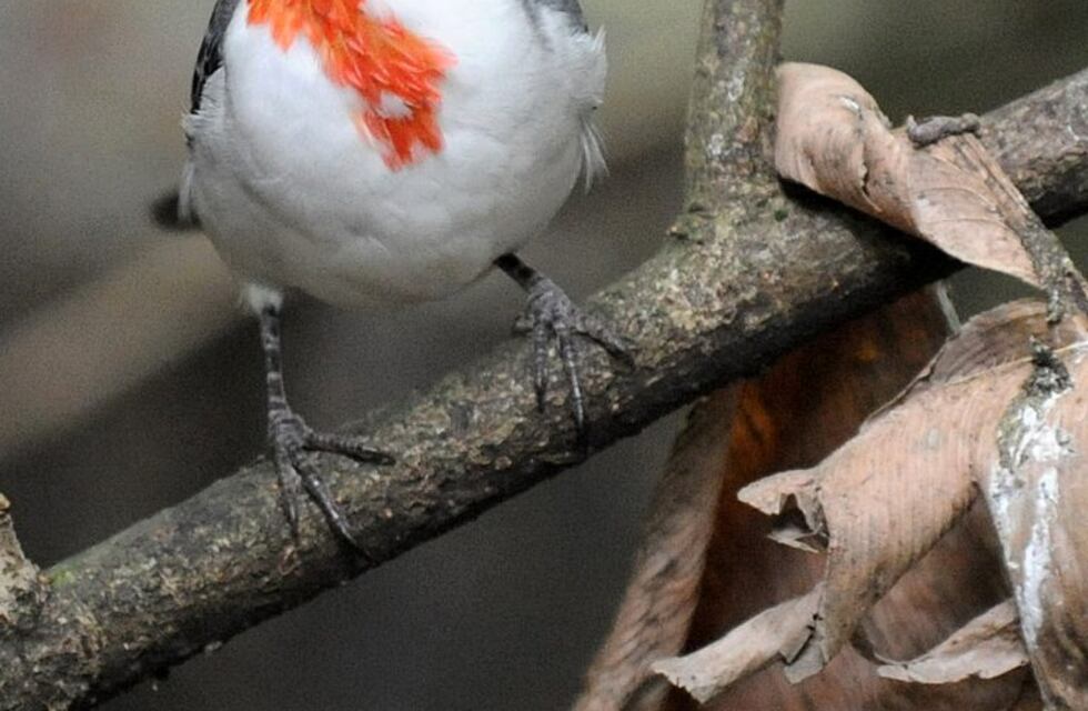 Recuperaron aves silvestres en Miramar
