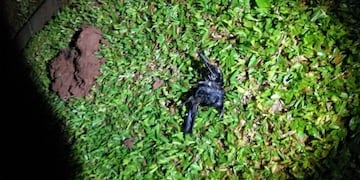 Pájaro electrocutado