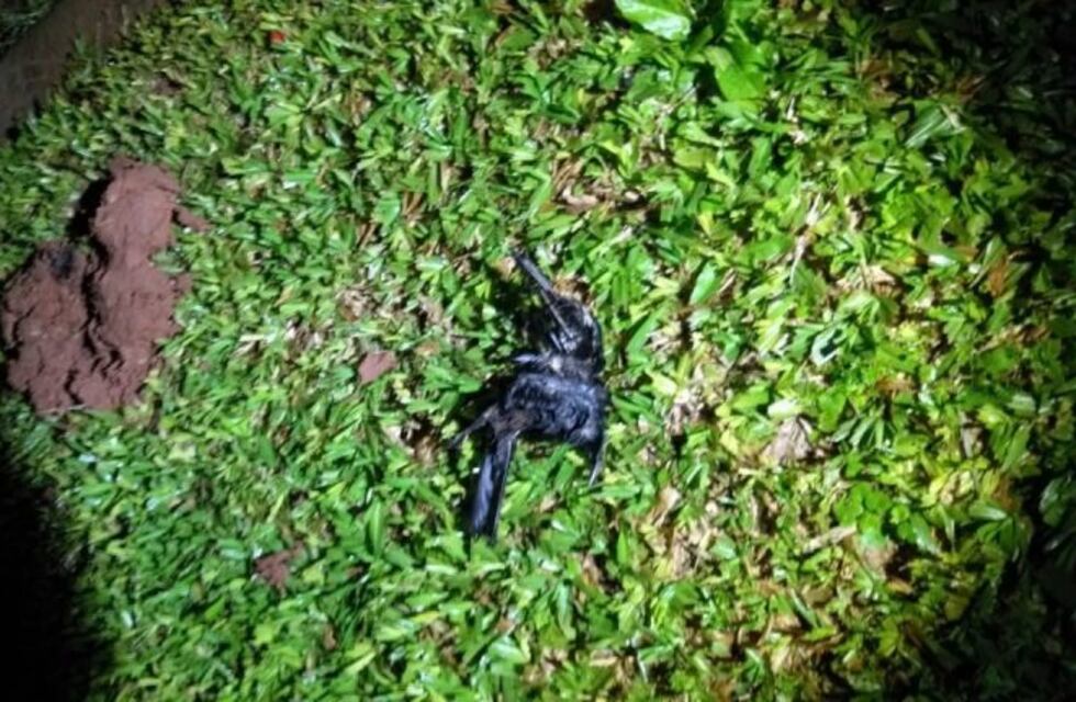 Un pájaro se electrocutó y dejó sin luz a una parte de Oberá