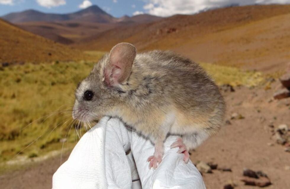Encontraron en el Llullaillaco al mamífero que más alto vive en el mundo