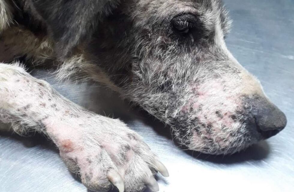 Carlos Paz: piden ayuda para una perra rescatada en estado deplorable