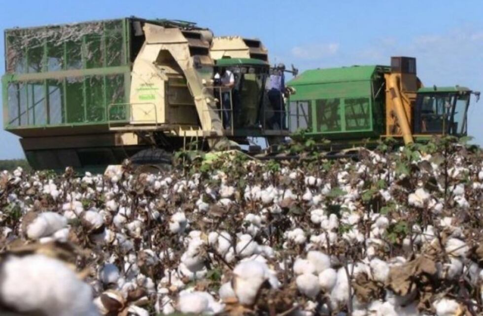 Autoridades chaqueñas alertaron que Nación no envía recursos del Fondo Algodonero