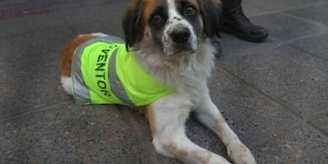 Firualis, en un momento de descanso\u002E