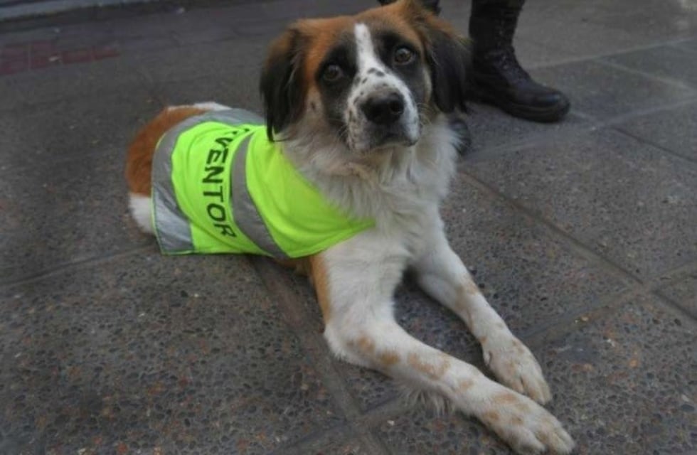 Firulais, el perro que se volvió "agente de tránsito"