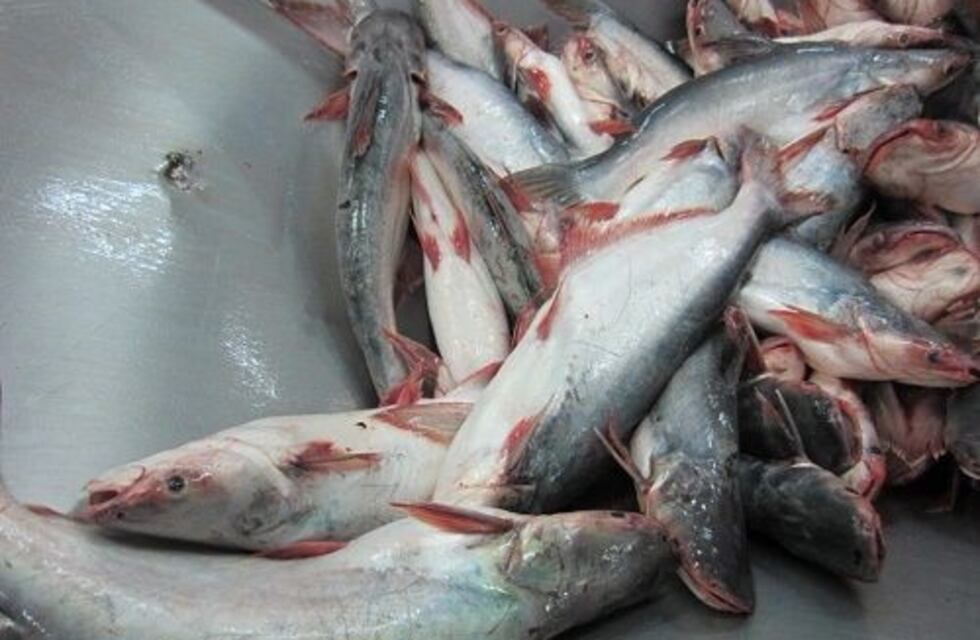 Secuestran más de 400 pescados en San Francisco