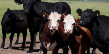 Cows graze in a farm near Chascomus, Argentina, November 10, 2016\u002E Picture taken November 10, 2016\u002E  REUTERS/Marcos Brindicci chascomus  ganado en un campo cerca de chascomus ganado vacuno vacas