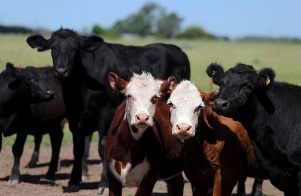 Sorpresa y misterio en el norte santafesino por vacas mutiladas sin sangre y sin moscas