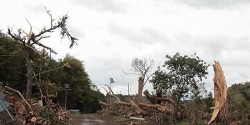 OLH68F CERI (ITALIA), 07/11/2016.- Vista de u00e1rboles cau00eddos en medio de una carretera tras un tornado en la localidad Ceri, en el norte de Roma, Italia, hoy 7 de noviembre de 2016. Una fuerte tormenta de viento y lluvia azotu00f3 el domingo la regiu00f3n italiana del Lazio y causu00f3 la muerte de dos personas, varios heridos e importantes destrozos materiales en distintos municipios, entre ellos la capital, Roma. EFE/Alessandro Gnazi