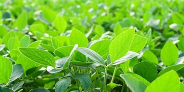 Preocupa en el mercado la tendencia bajista de la cotizaciu00f3n de la oleaginosa.