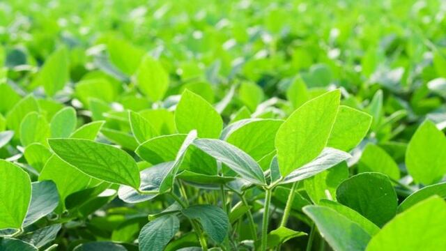 Preocupa en el mercado la tendencia bajista de la cotizaciu00f3n de la oleaginosa.