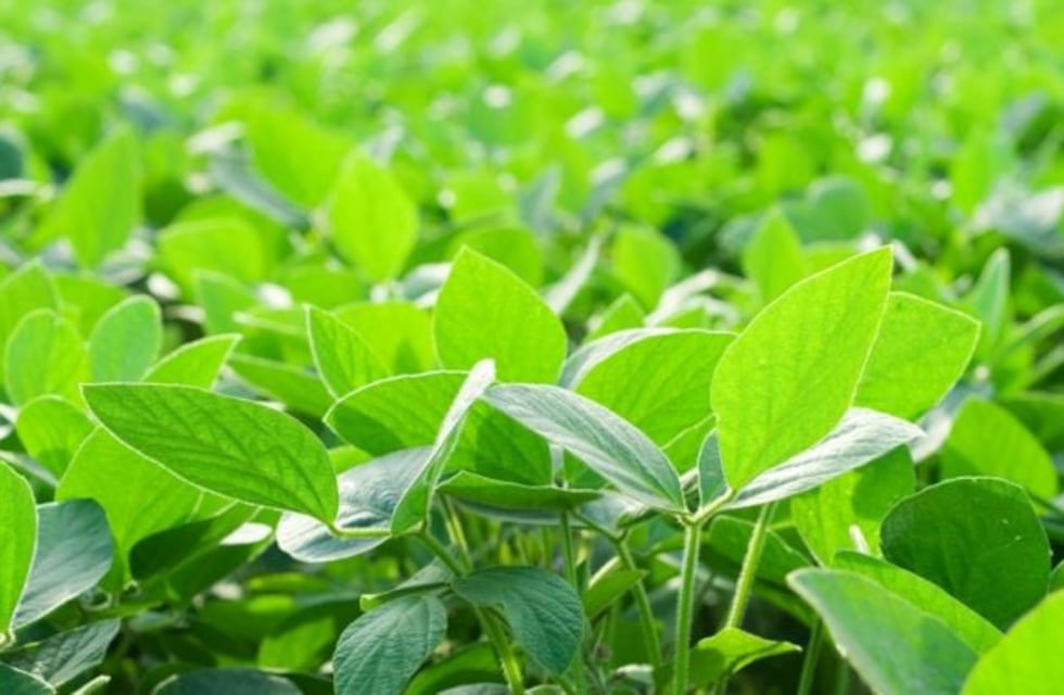 Advierten que el valor actual de la soja no cierra para el productor ni para el exportador