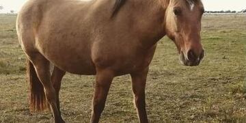 Se robaron seis caballos en Mar del Plata y el propietario teme que hayan sido carneados