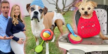 Les compra a los perros rescatados todo lo que tocan en el pet shop (Web)