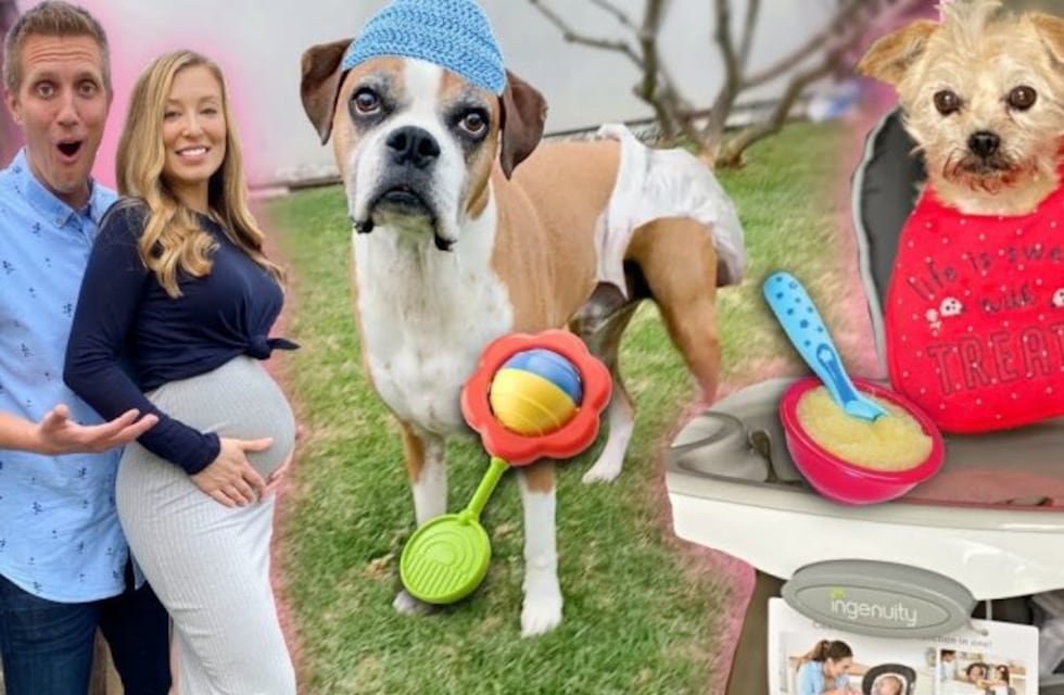 Un joven lleva de compras a perros sin hogar y les da el gusto en todo lo que tocan
