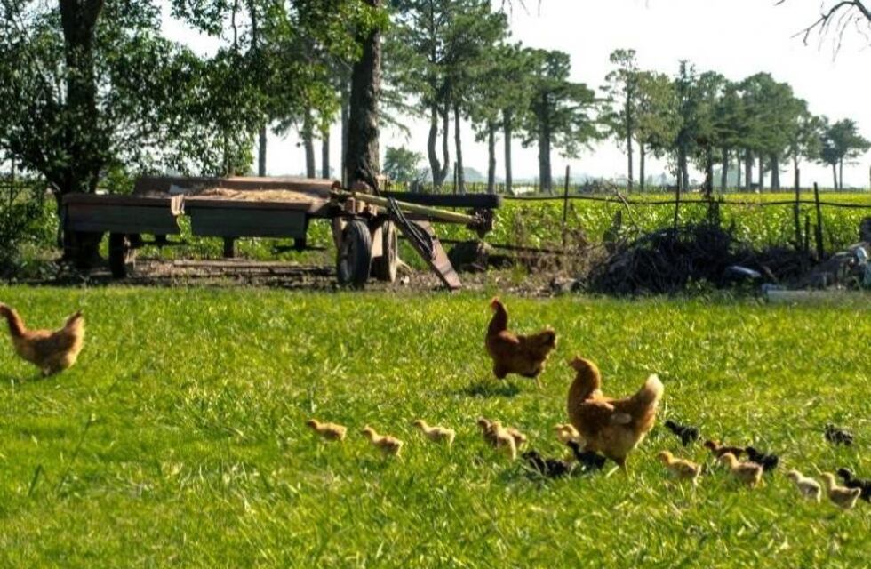 Chacra Mixta: un programa para retener a los jóvenes en el campo