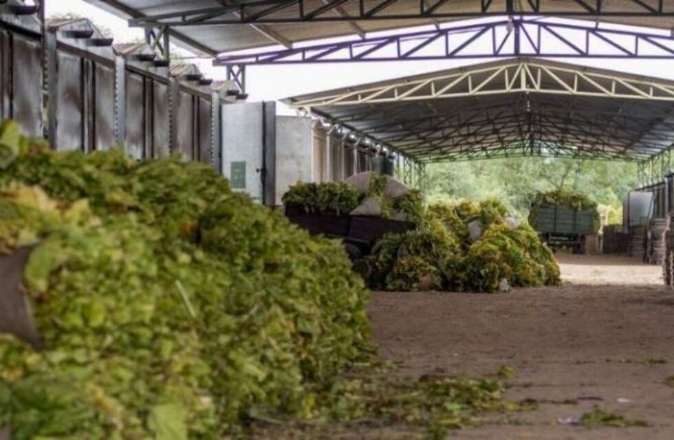 Destacan el crecimiento en la plantación de tabaco en Jujuy