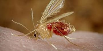 Puerto Iguazú: realizaron un monitoreo del mosquito transmisor de la leishmaniasis
