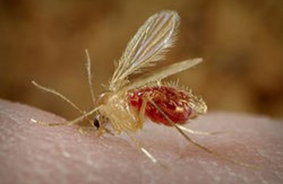 Puerto Iguazú: realizaron un monitoreo del mosquito transmisor de la leishmaniasis