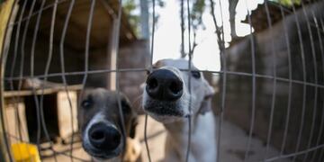 Sociedad protectora de animales san fco