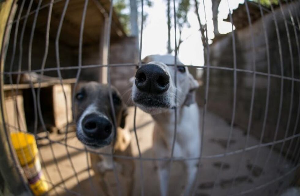 La Sociedad Protectora de Animales rescató 14 mascotas de una casa deshabitada