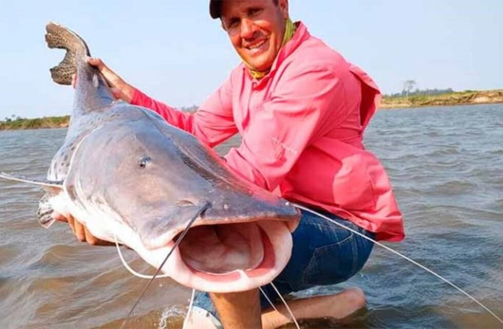 Video: pescaron un surubí de 35 kilos en Esquina y lo devolvieron al río