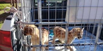 Cachorros de puma rescatados