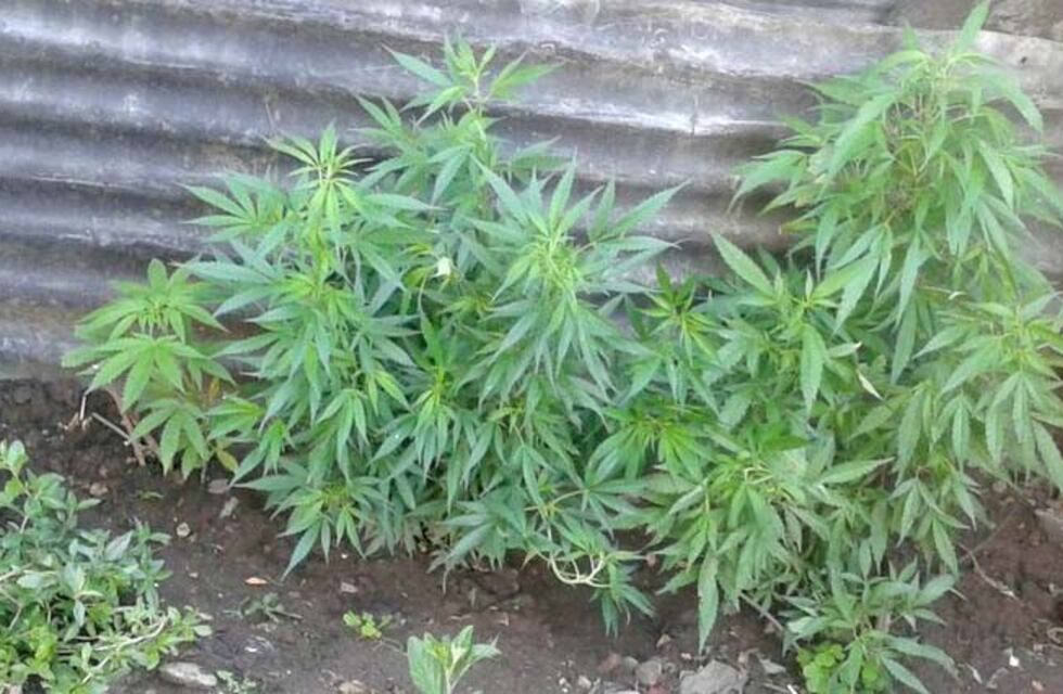 Allanaron una vivienda de barrio San Francisco y secuestraron cuatro plantas de marihuana