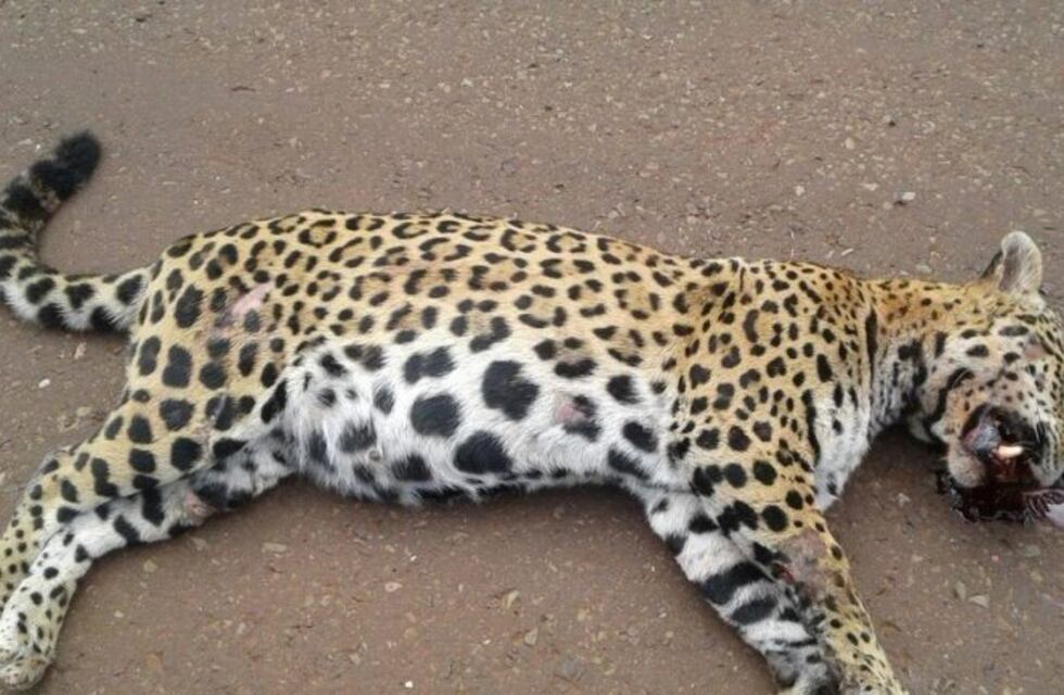 Misiones: Un automovilista atropelló y mató a una yaguareté preñada