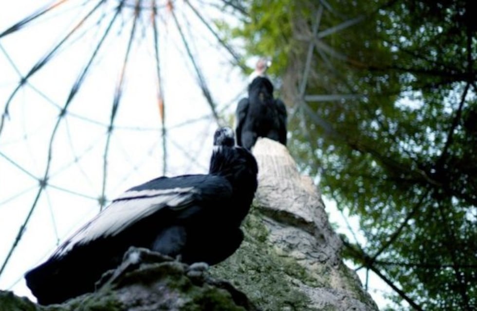 En San Valentín, Pacha y Kuntur son los protagonistas del zoológico platense