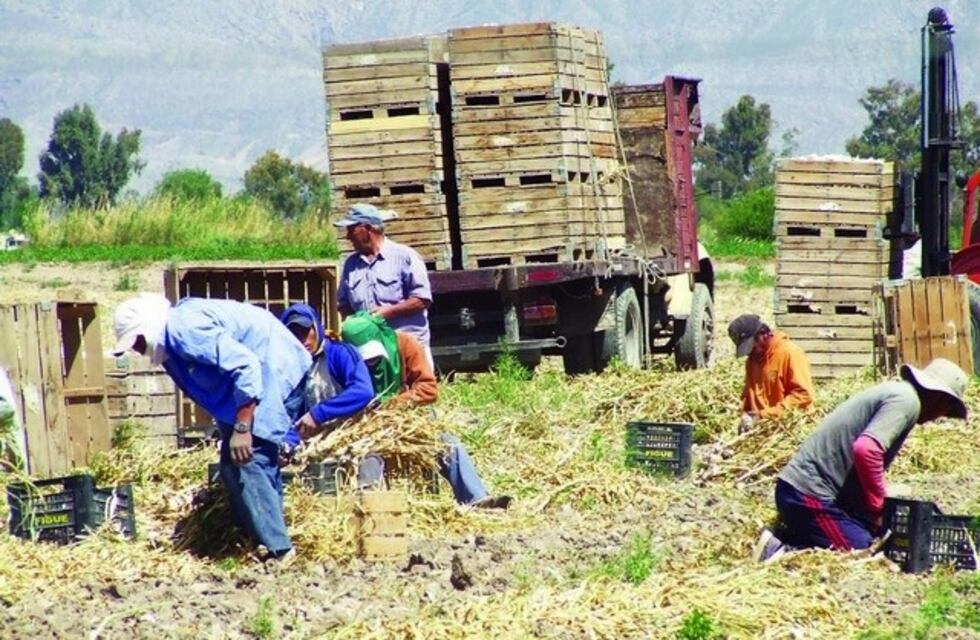 Así es el protocolo para los trabajadores golondrina que lleguen a Mendoza