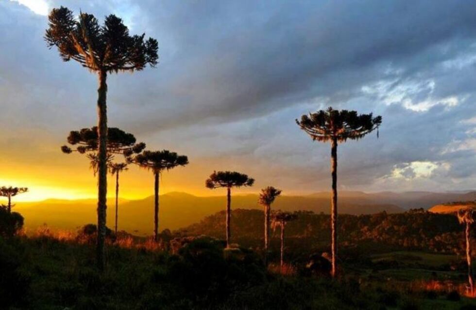 San Pedro: artistas locales graban una canción por el aniversario