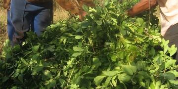 Yerba mate, en su estado original de hoja verde\u002E (MisionesOnline)