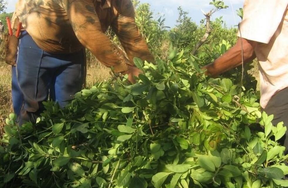 Fracasó la reunión por el precio de la yerba mate