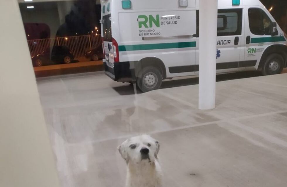 Se accidentó en Allen y su mascota lo esperó afuera del hospital
